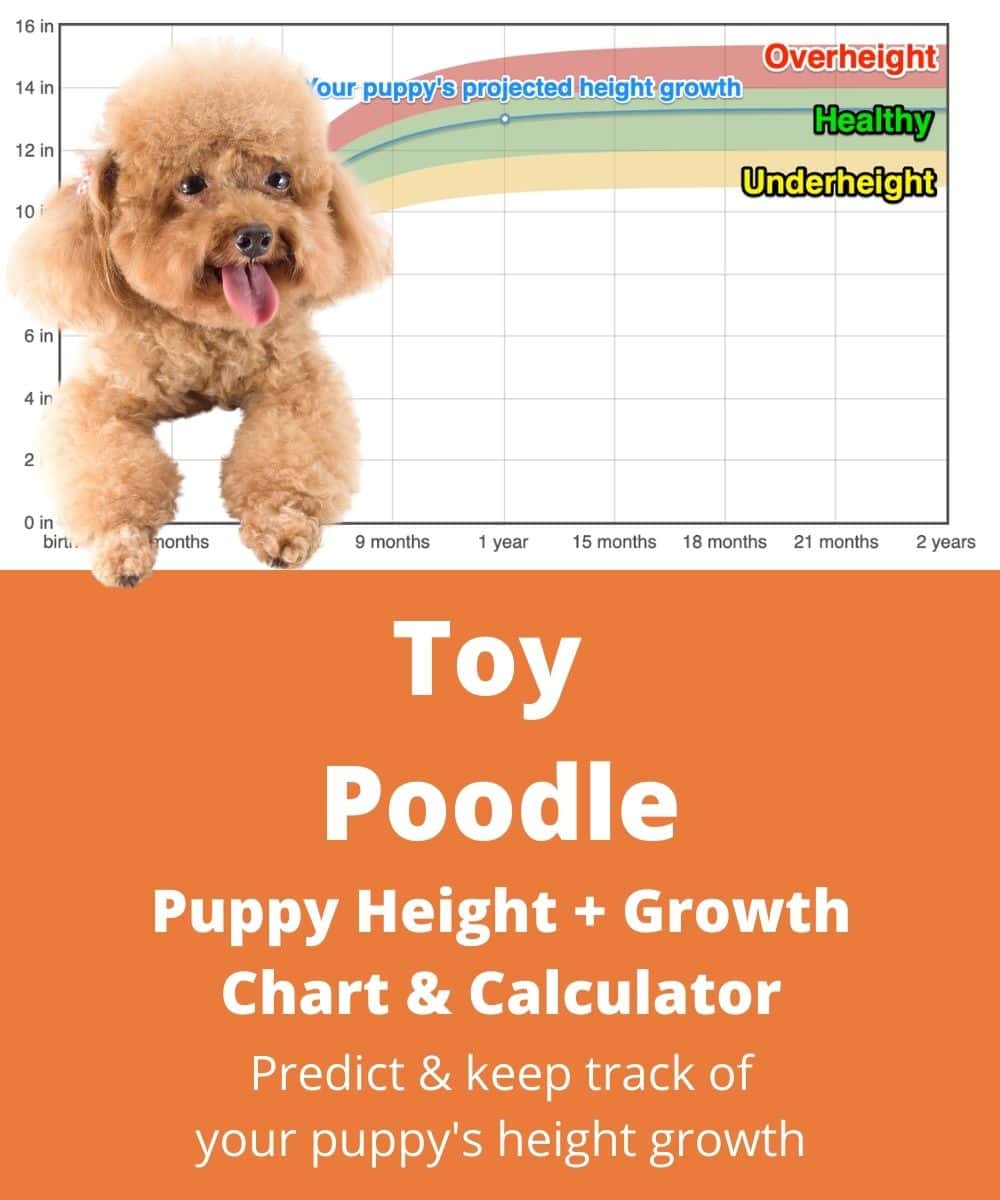 toy-poodle Puppy height Growth Chart toy-poodle Puppy height Growth Chart